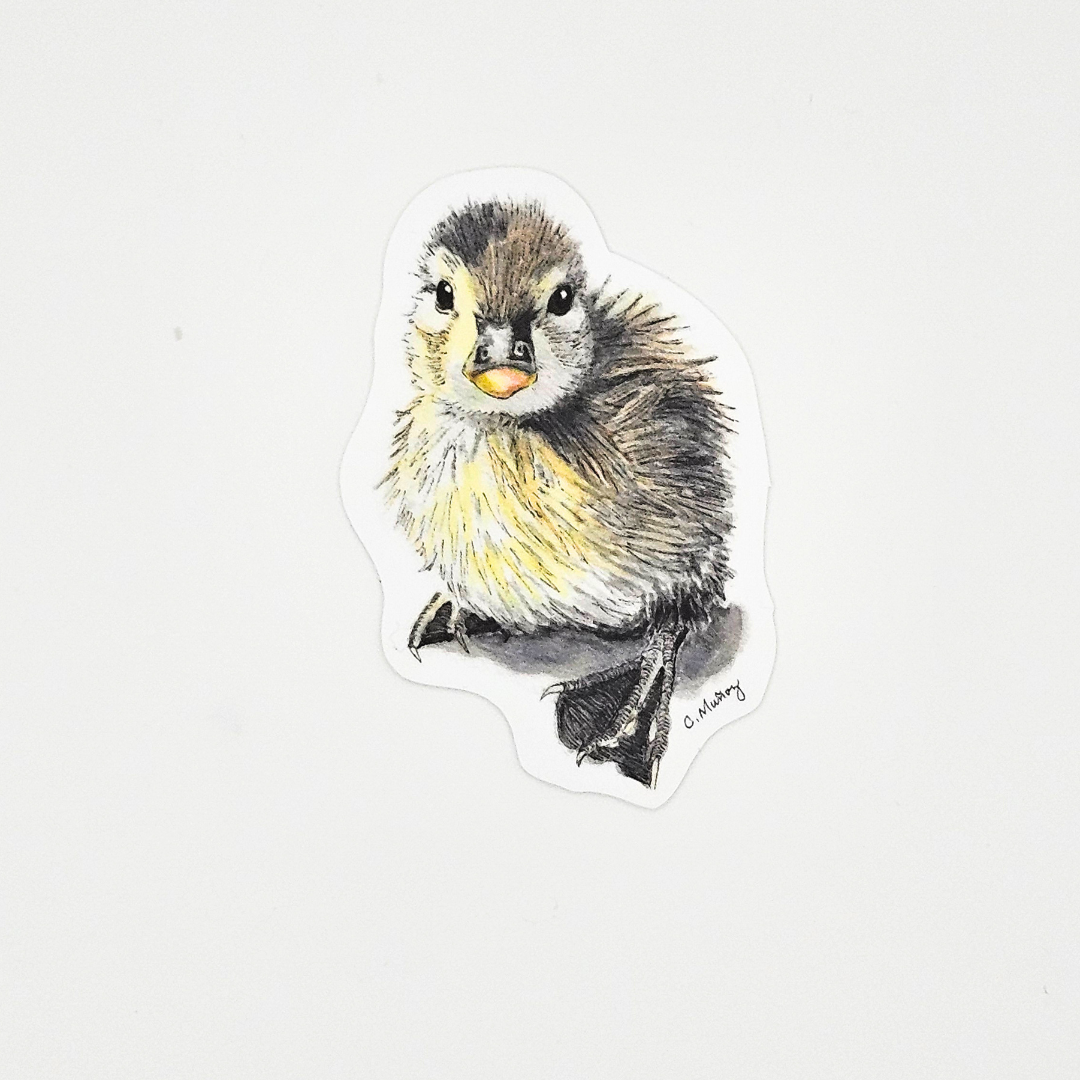 Waiting Duckling Sticker