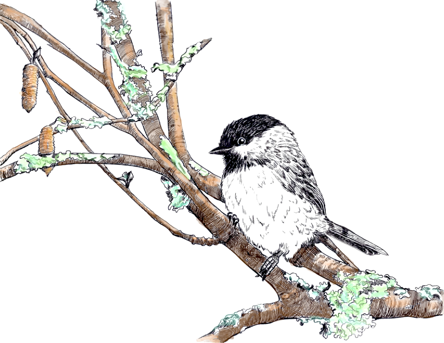Winter Chickadee Card