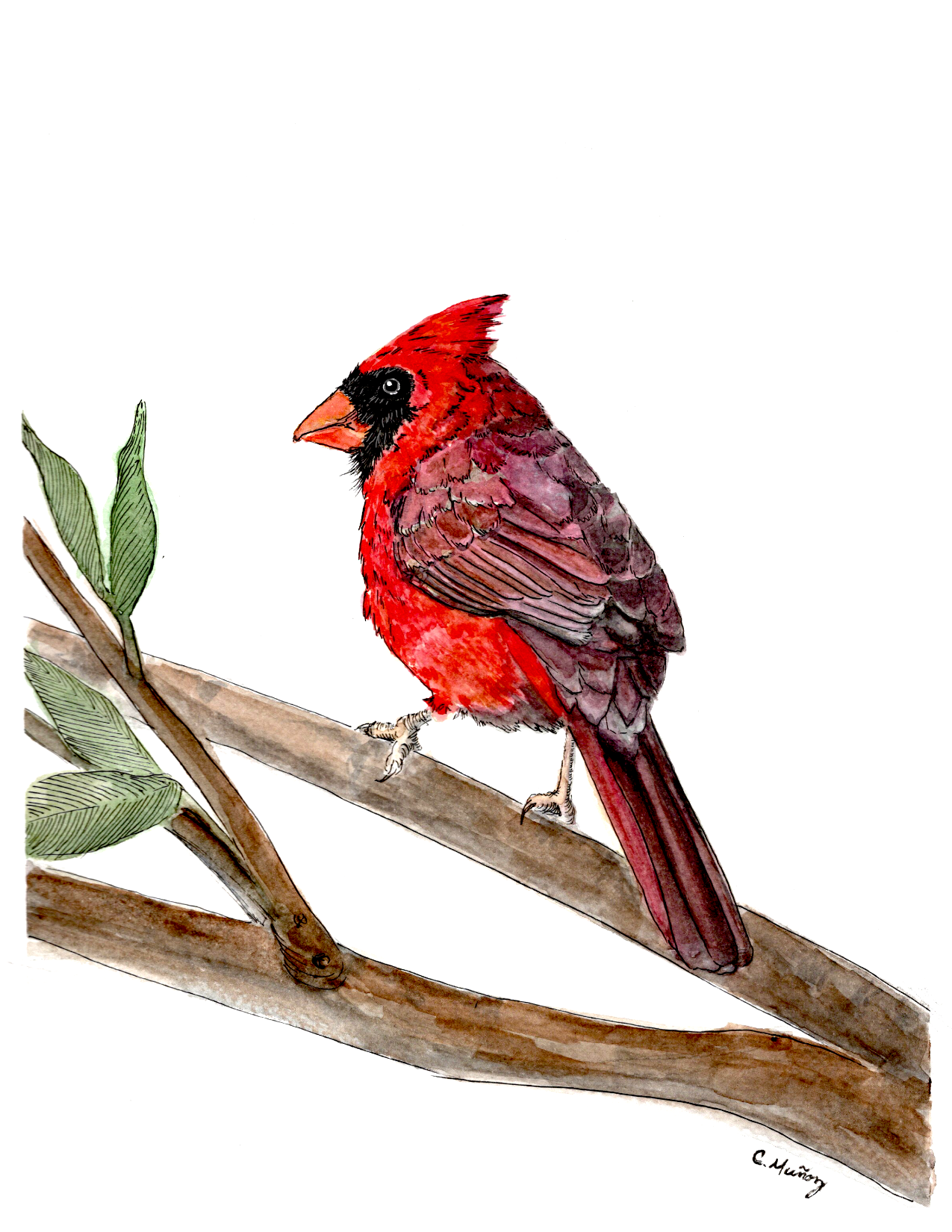 Cardinal Greeting Card