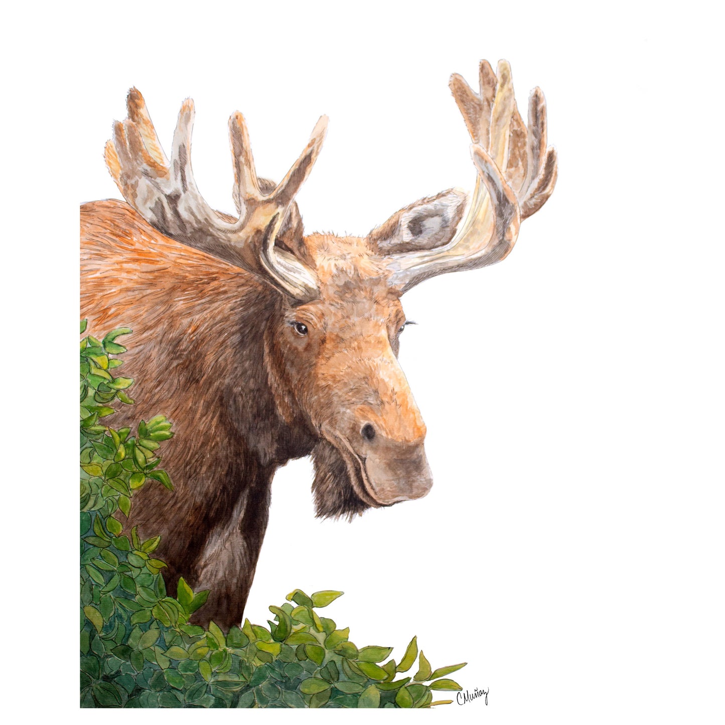 Gentle Giant Moose