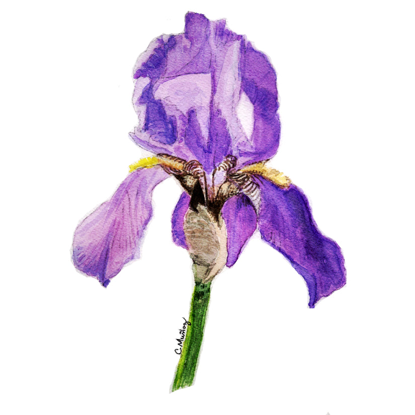Purple Iris Mini Card