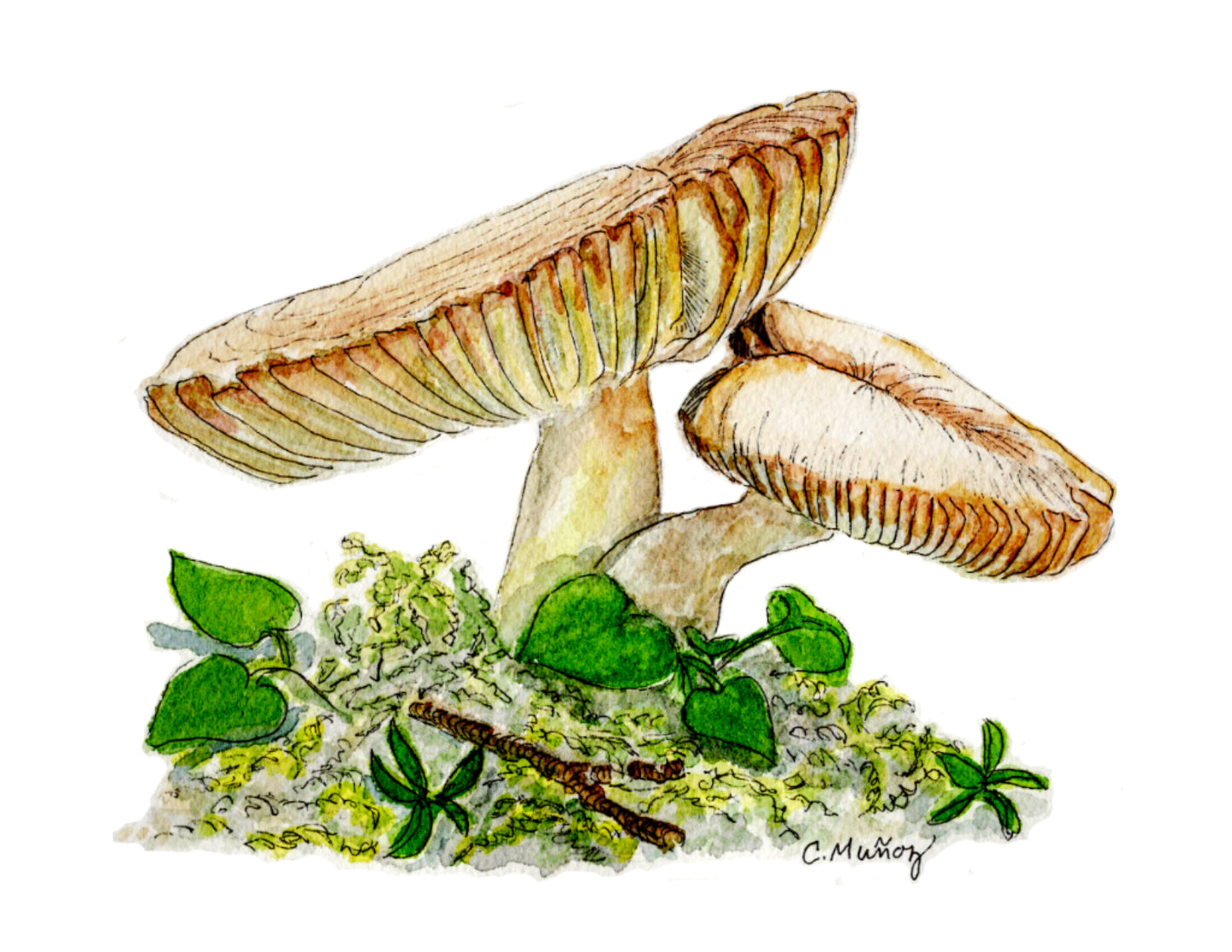 Mushrooms