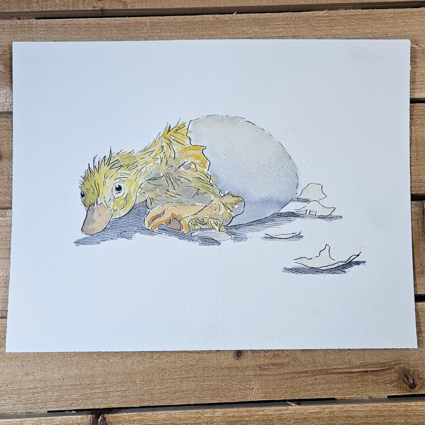 Hatchling