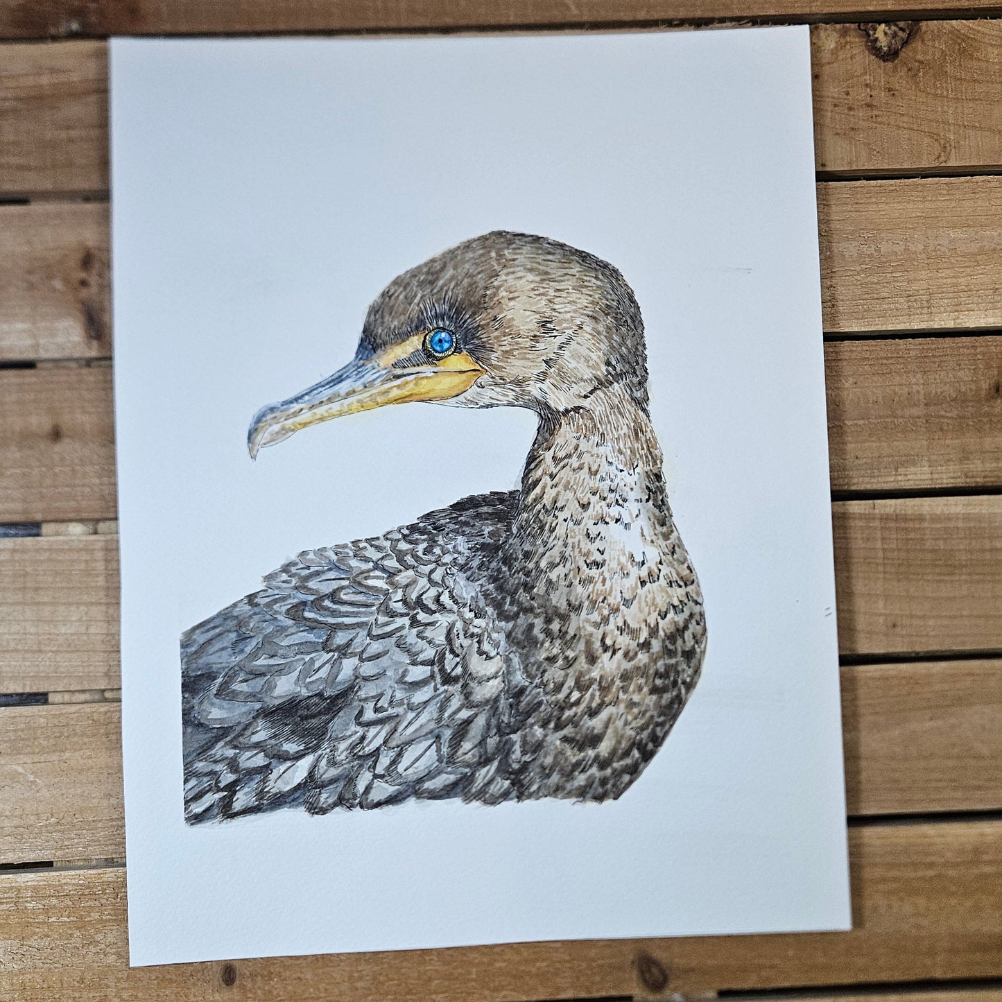 Brilliant Blue Young Cormorant