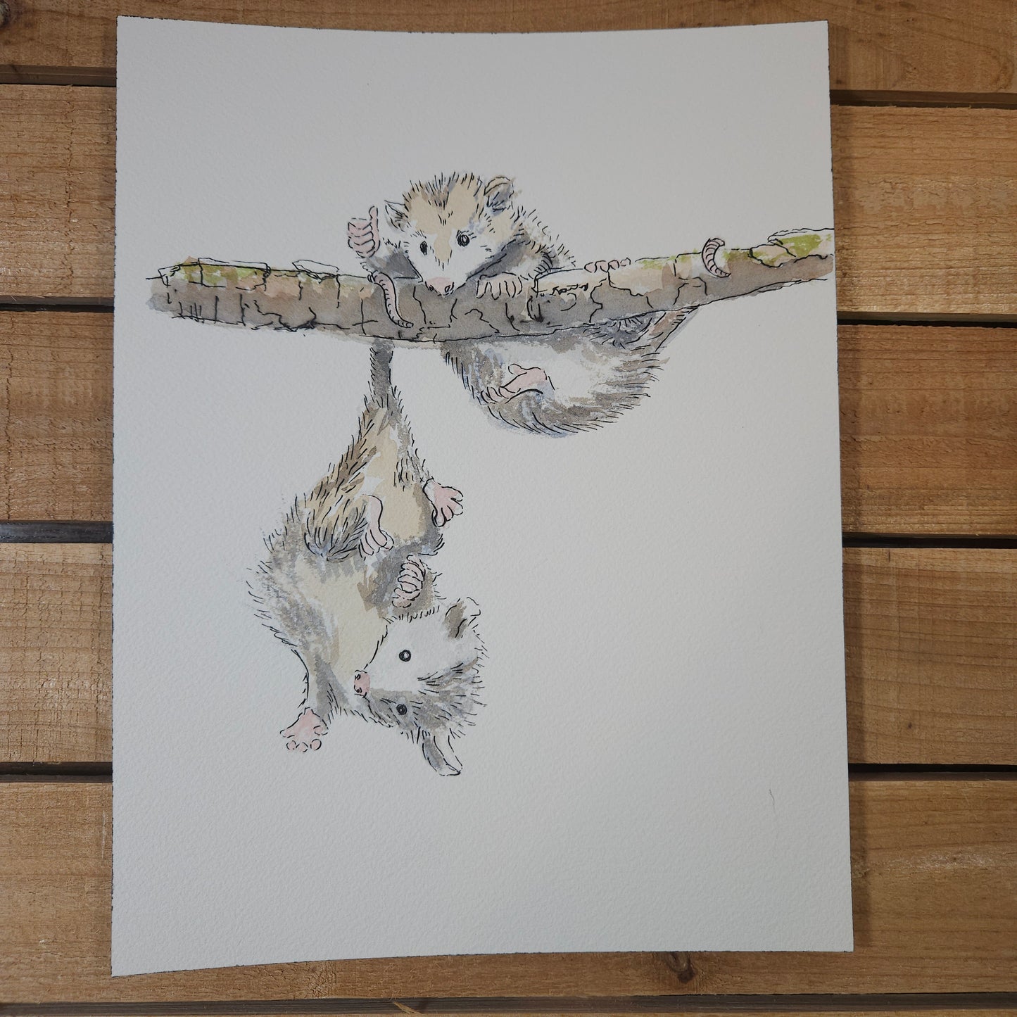 Hang in There Oppossums