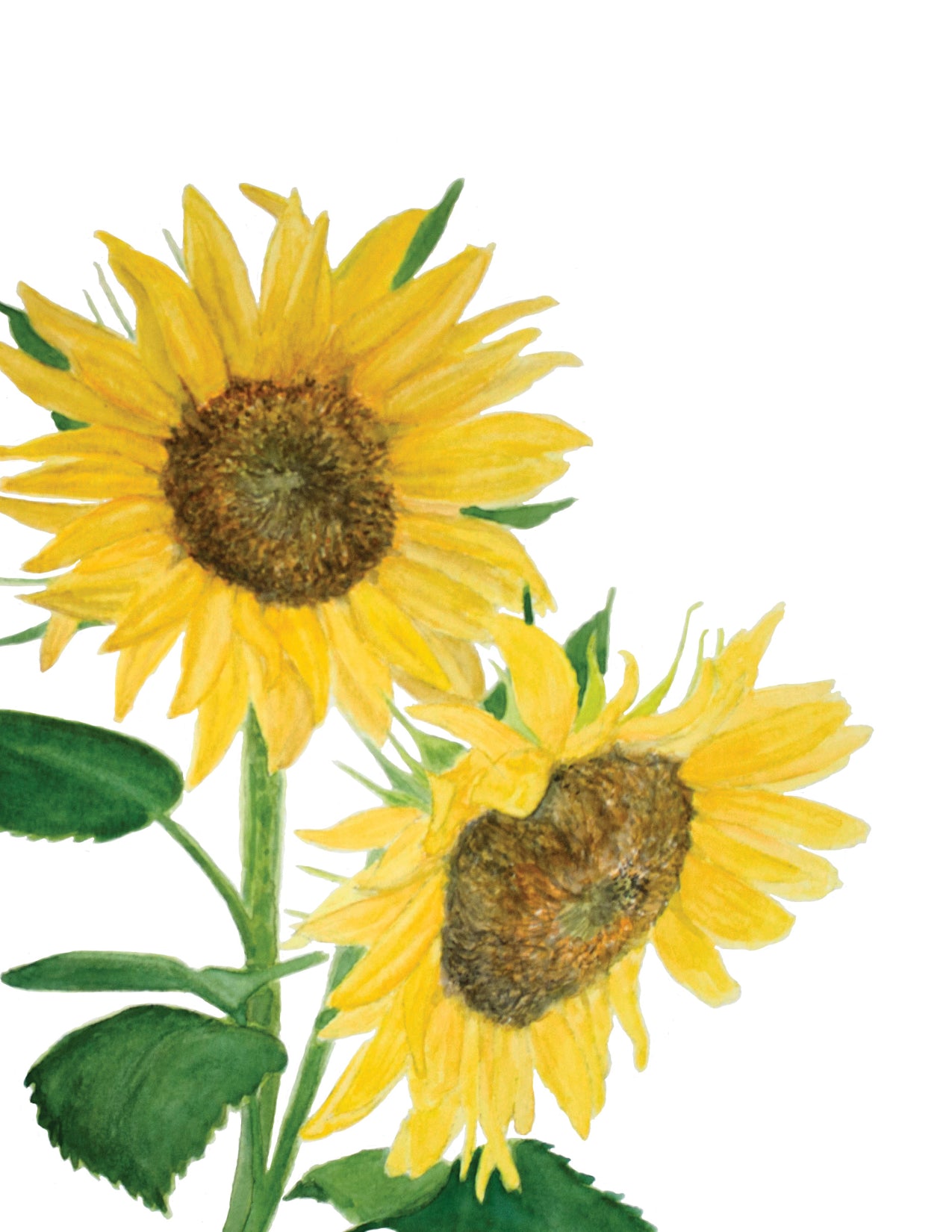 Sunflowers