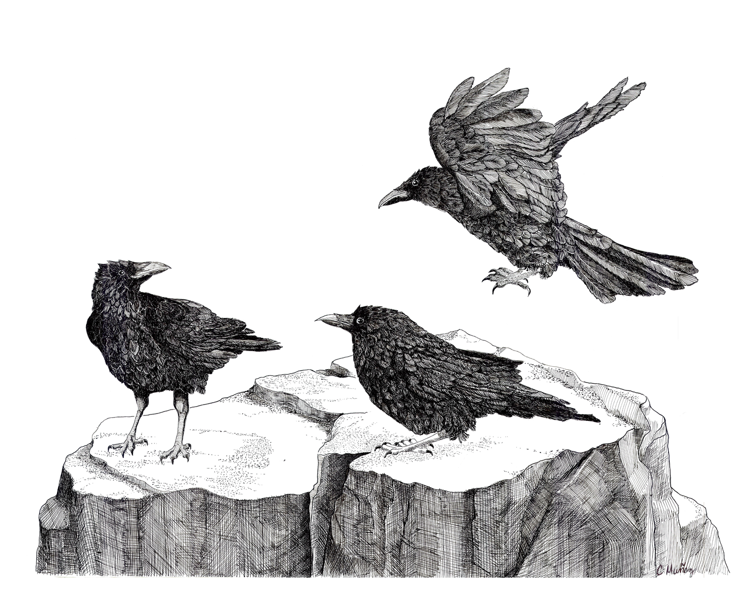 Ravens and Crows