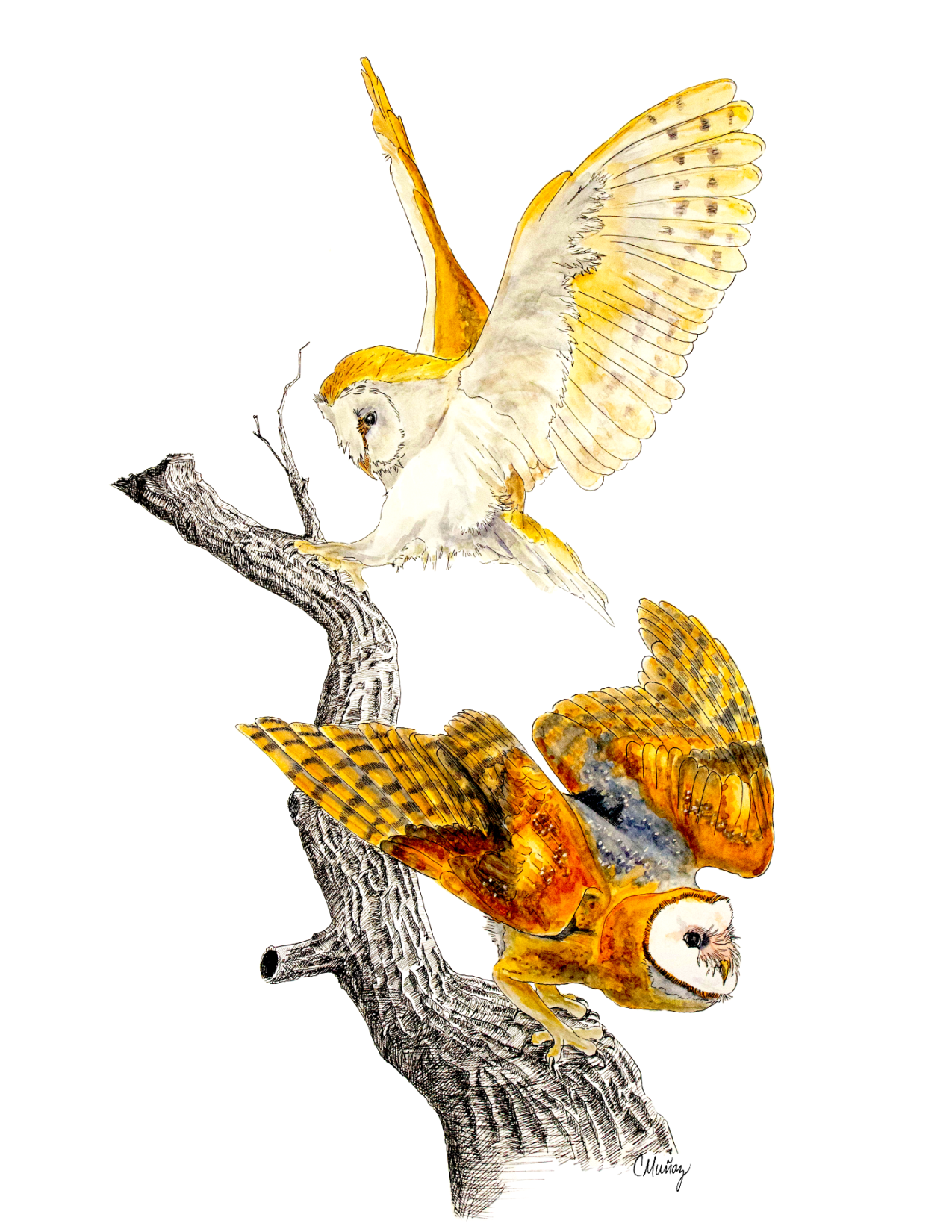 Owls