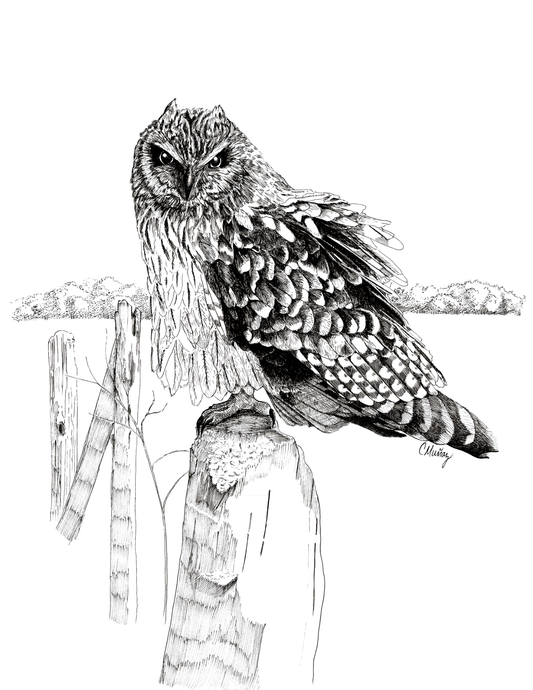Ruffled Feathers Greeting Card – whimsical woodland animal gift, perfect for holidays and everyday use.