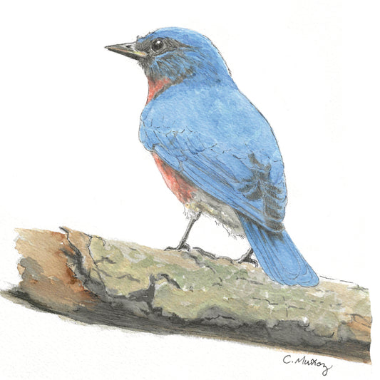 Bluebird Mini Card