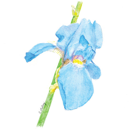 Blue Iris Mini Card