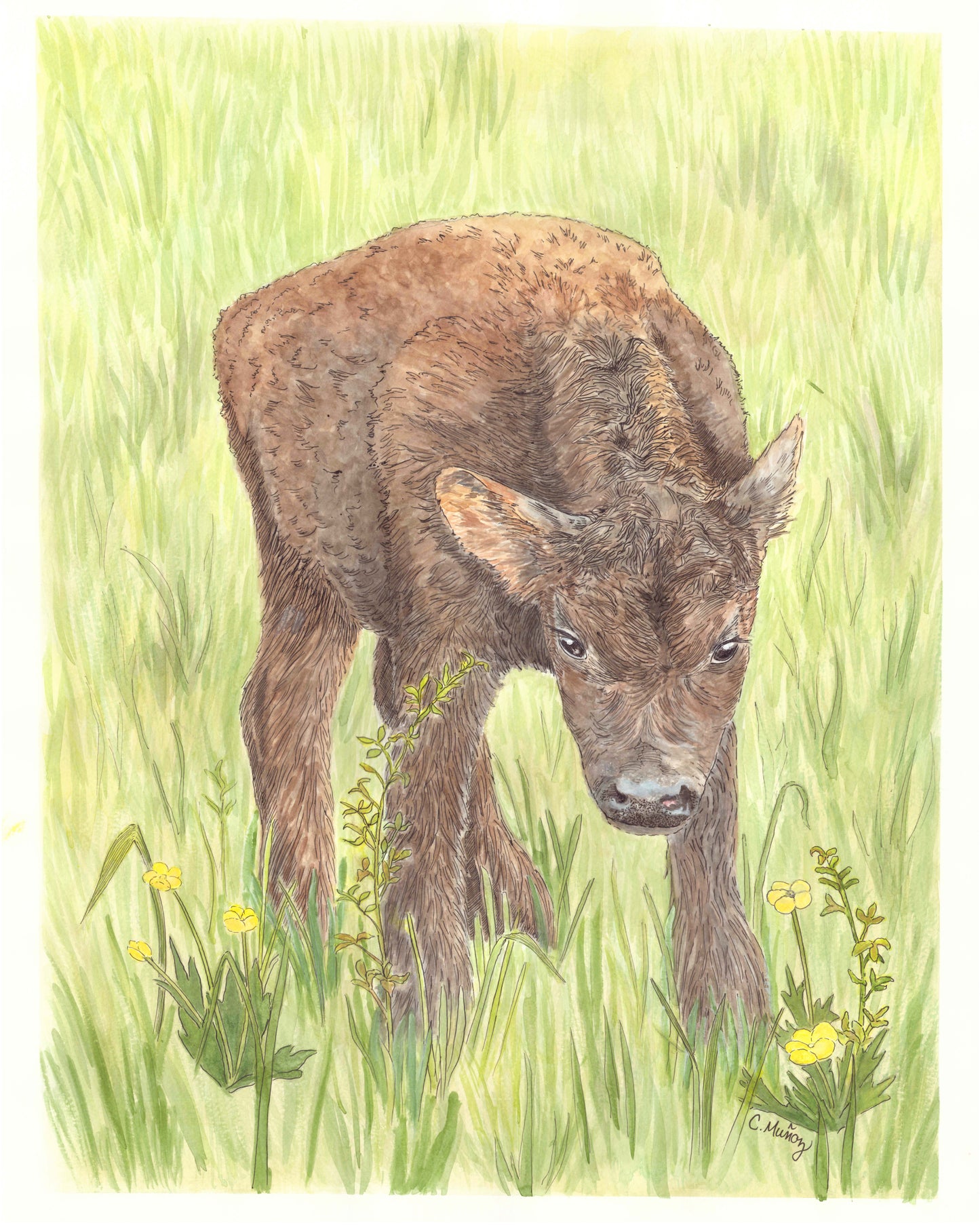 Baby Calf