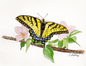 Butterfly Card