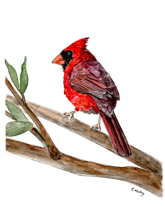 Cardinal