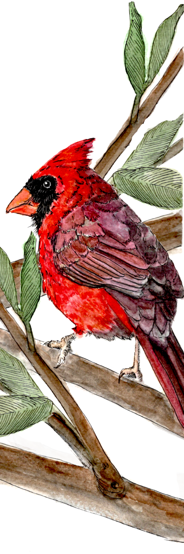 Red Cardinal Bookmark — 2x6 Inches, Laminated for Durability, Tassel Included, Biodegradable Packaging