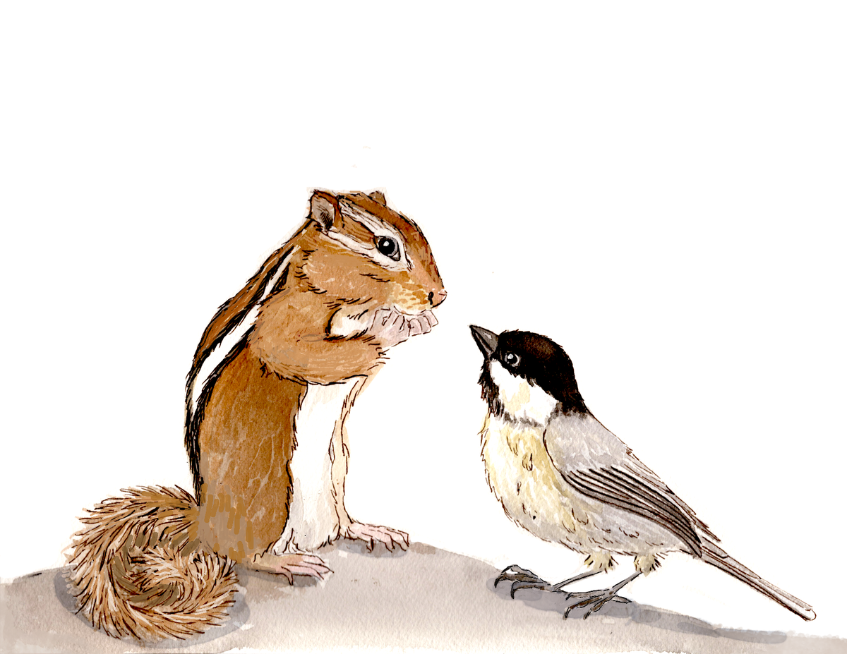 Chipmunk and Chickadee Conversation