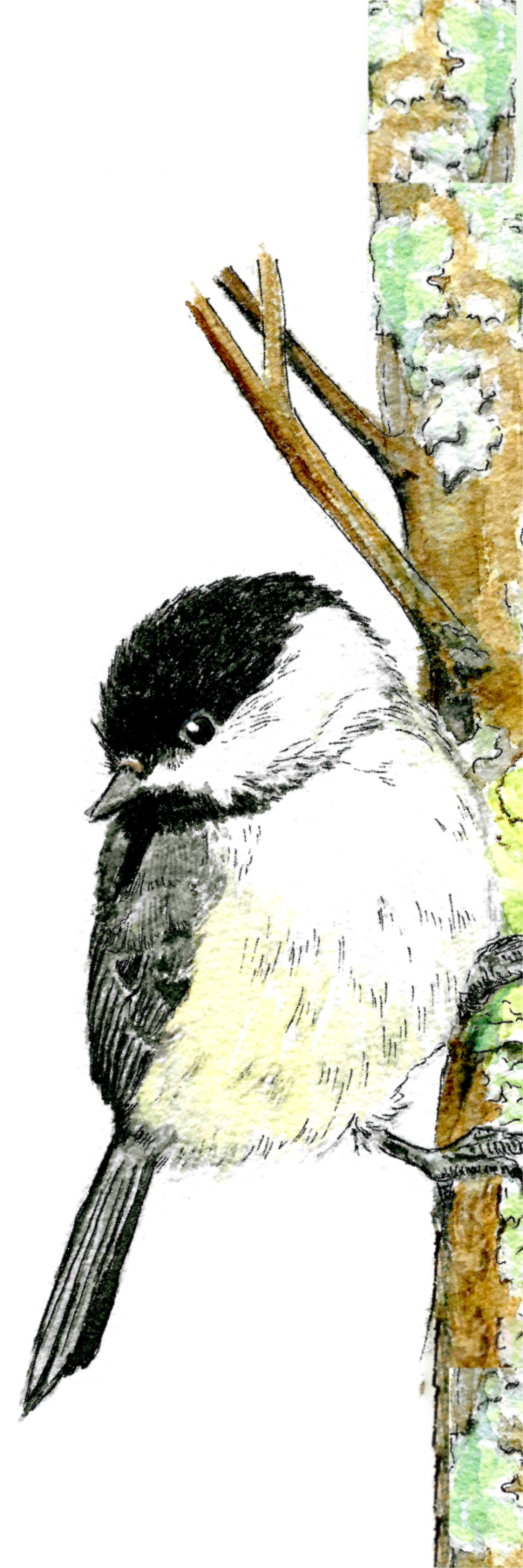 Chickadee on Branch Bookmark — 2x6 Inches, Laminated, Tassel, Biodegradable Packaging
