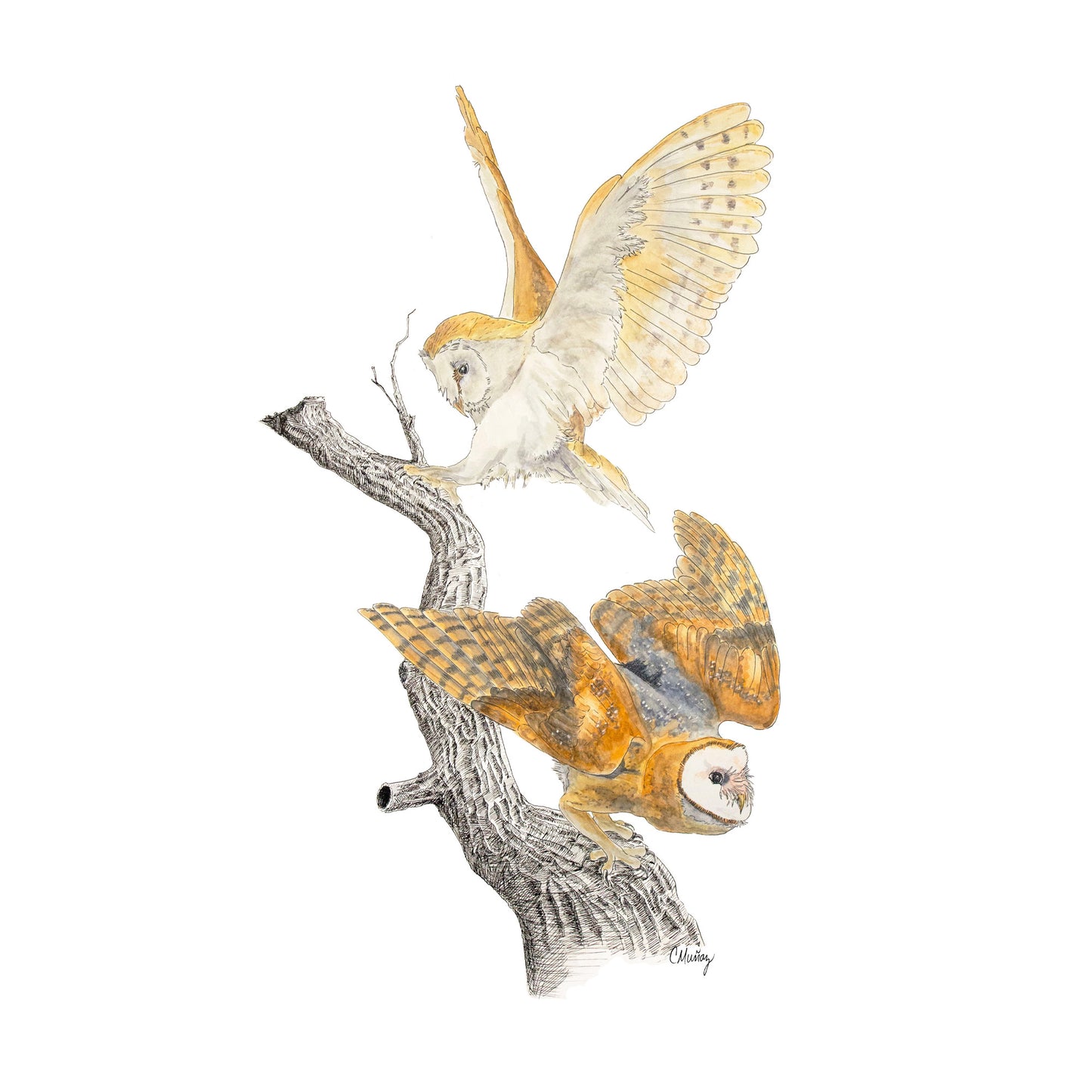 Coming and Going Barn Owls