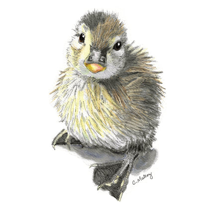 Duckling Mini Greeting Card
