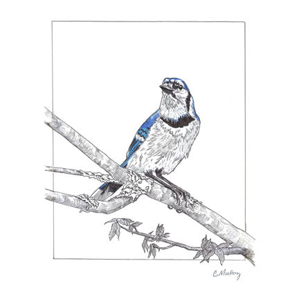 Fine Feathers — Blue Jay Pen & Ink + Watercolor Art Print