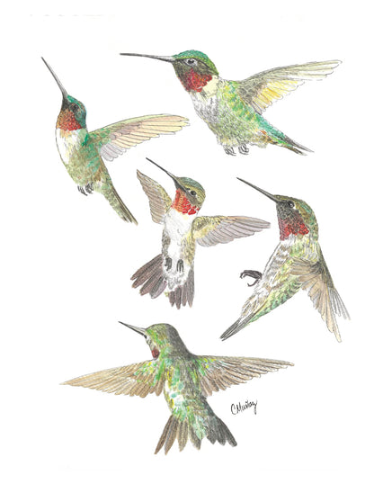 Hummers Card