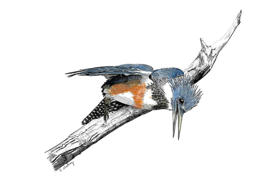 Belted Kingfisher 3 Painting Set