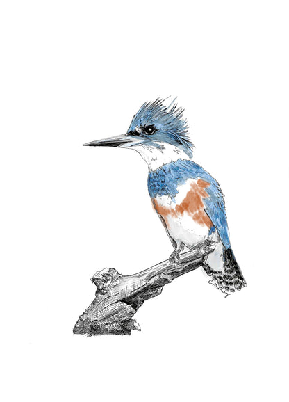 Belted Kingfisher 3 Painting Set