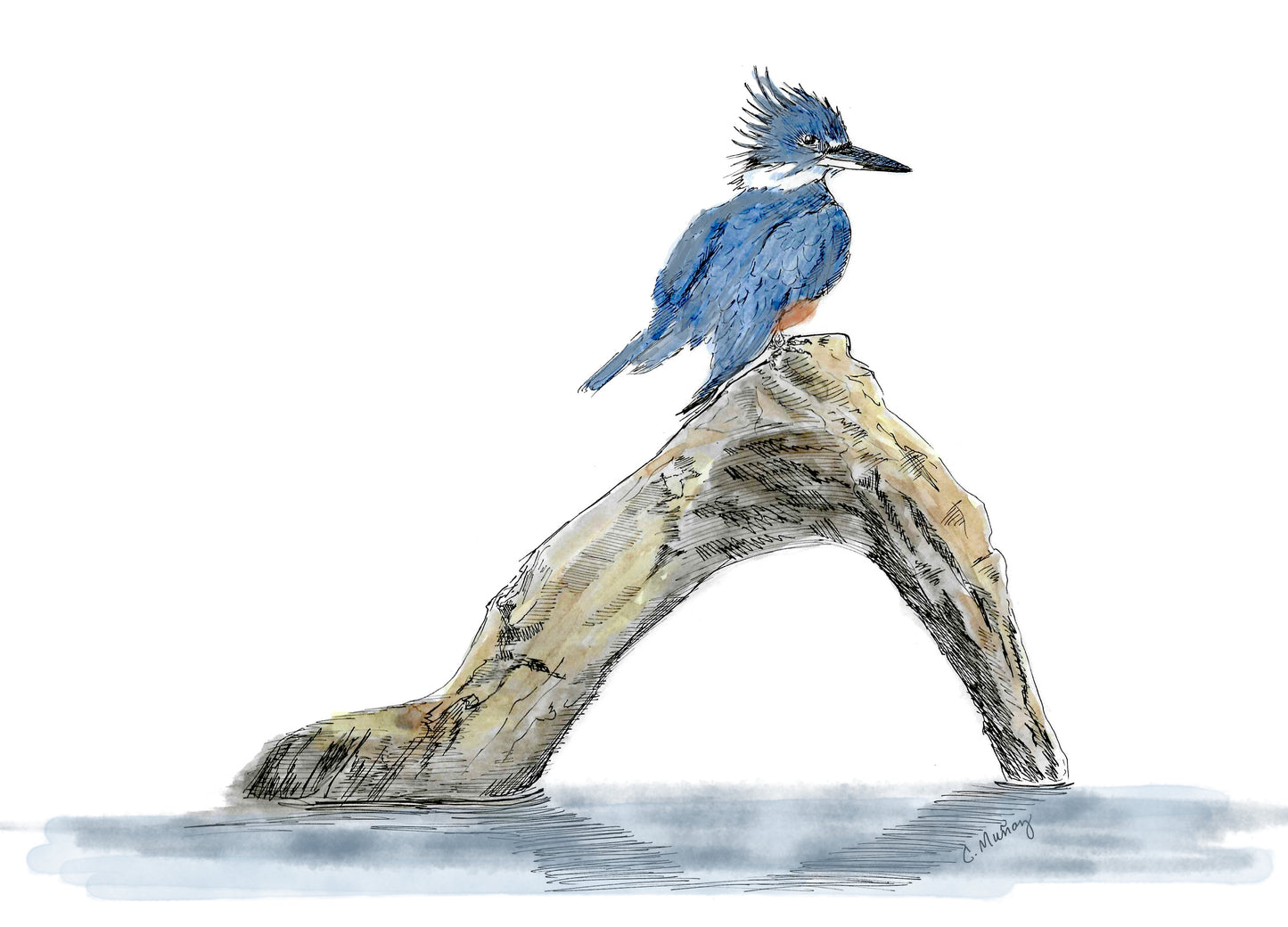 Belted Kingfisher 3 Painting Set