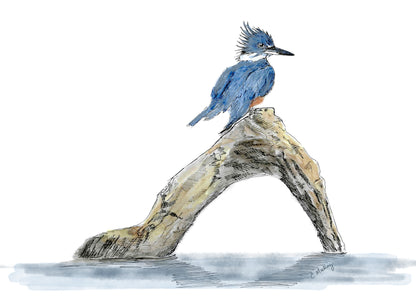 Belted Kingfisher 3 Painting Set