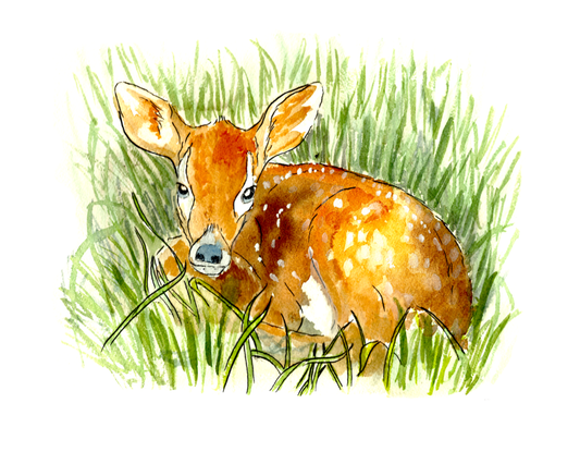 Baby Deer
