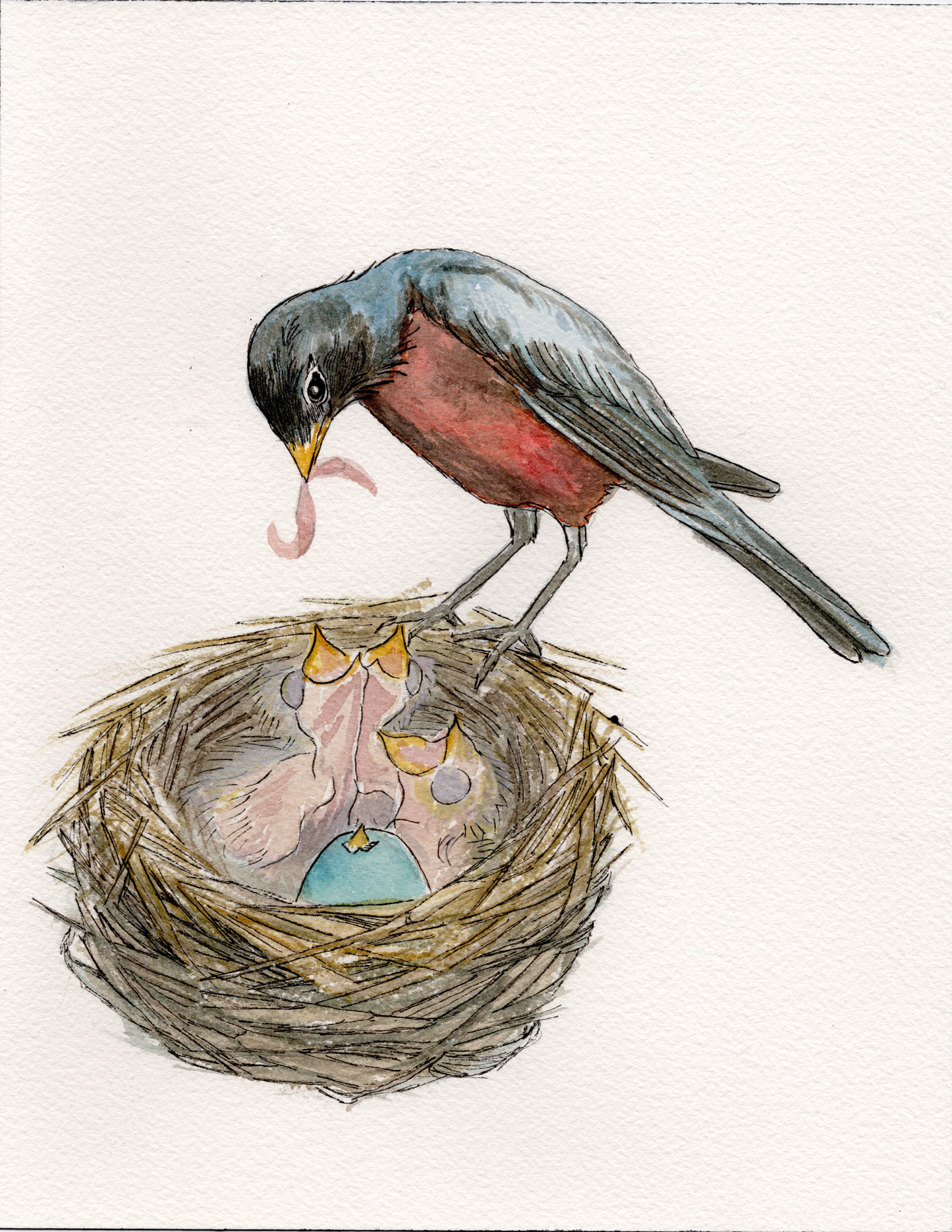 Robin and Nest