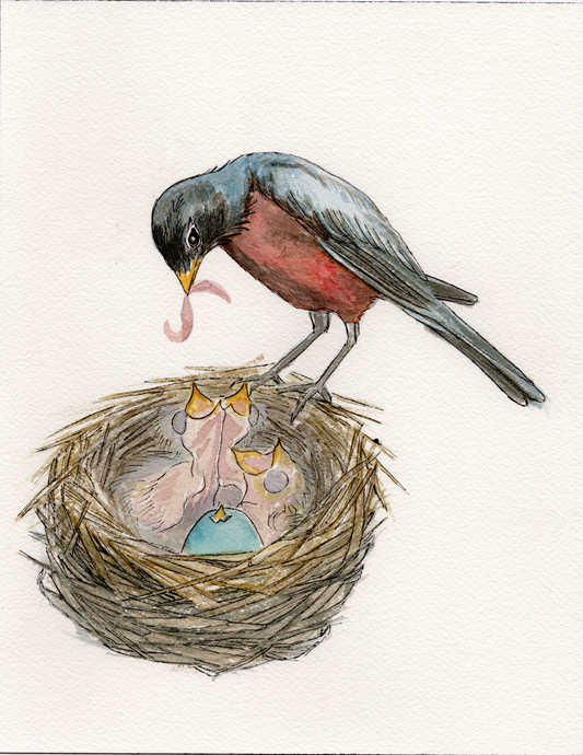 Robin and Nest