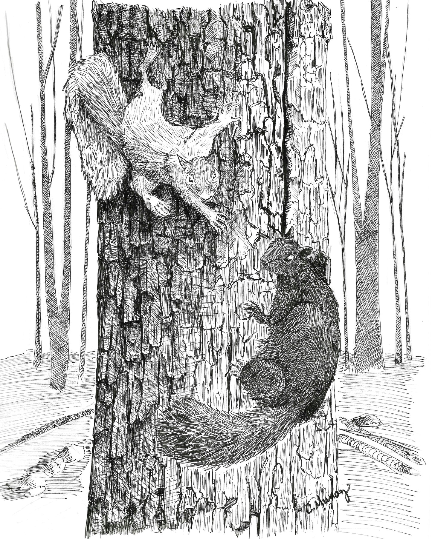 Meeting Halfway Squirrels
