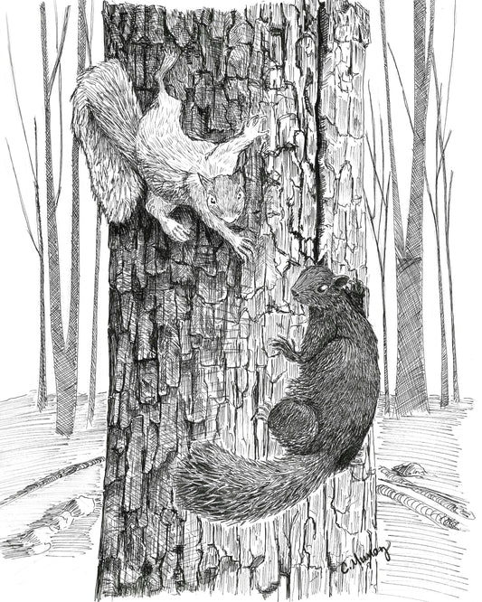 Meeting Halfway Squirrels
