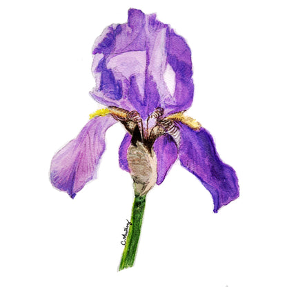 Purple Iris