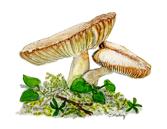 Mushrooms