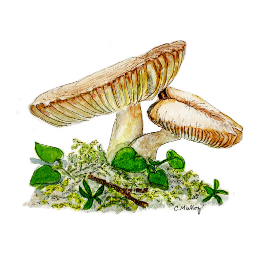 Mushroom Mini Card