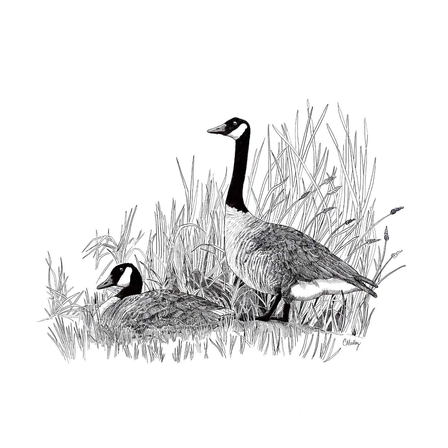Posture Geese