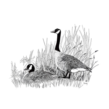 Posture Geese