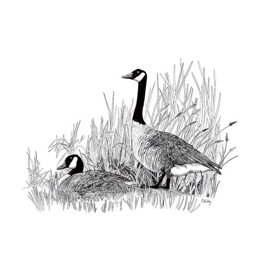 Posture — Pen &amp; Ink Canadian Geese Art Print