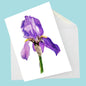 Purple Iris