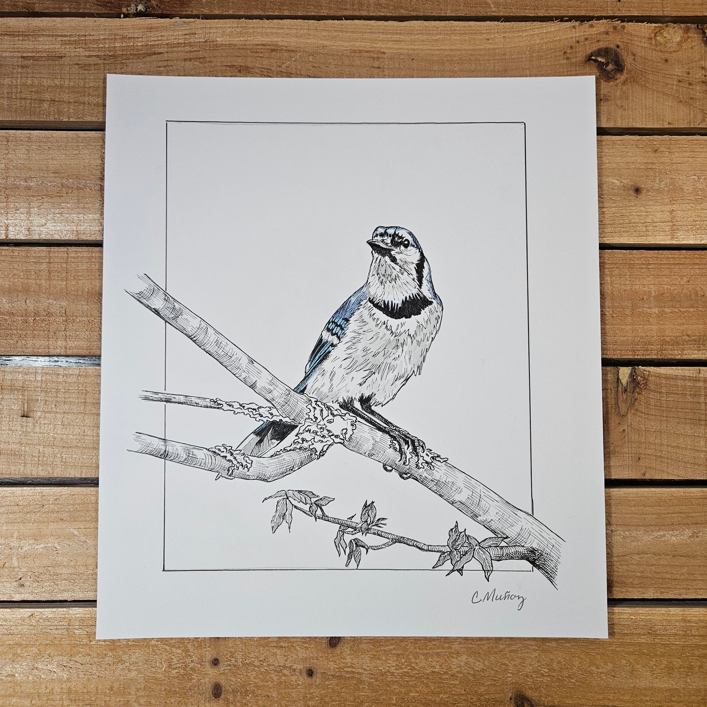 Bluejay