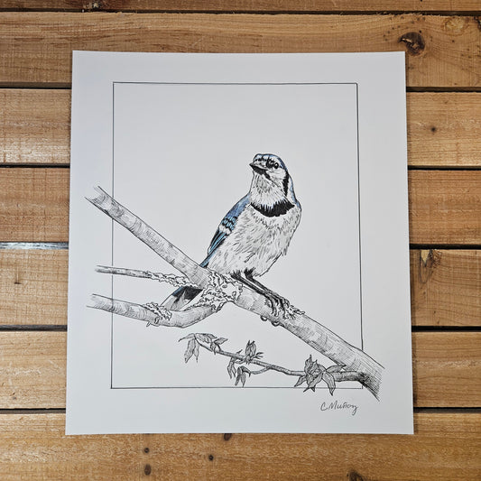 Bluejay