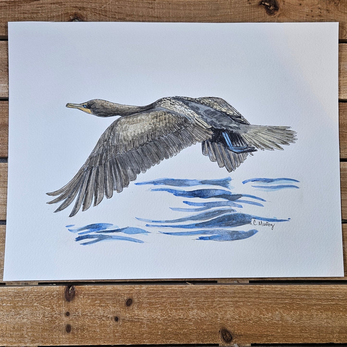 Skimming Young Cormorant