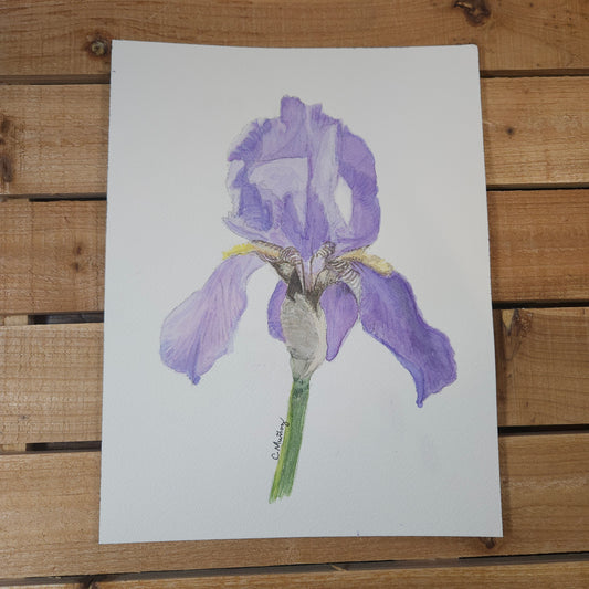 Purple Iris