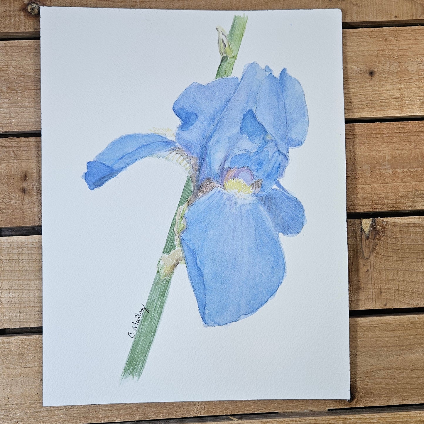 Blue Iris