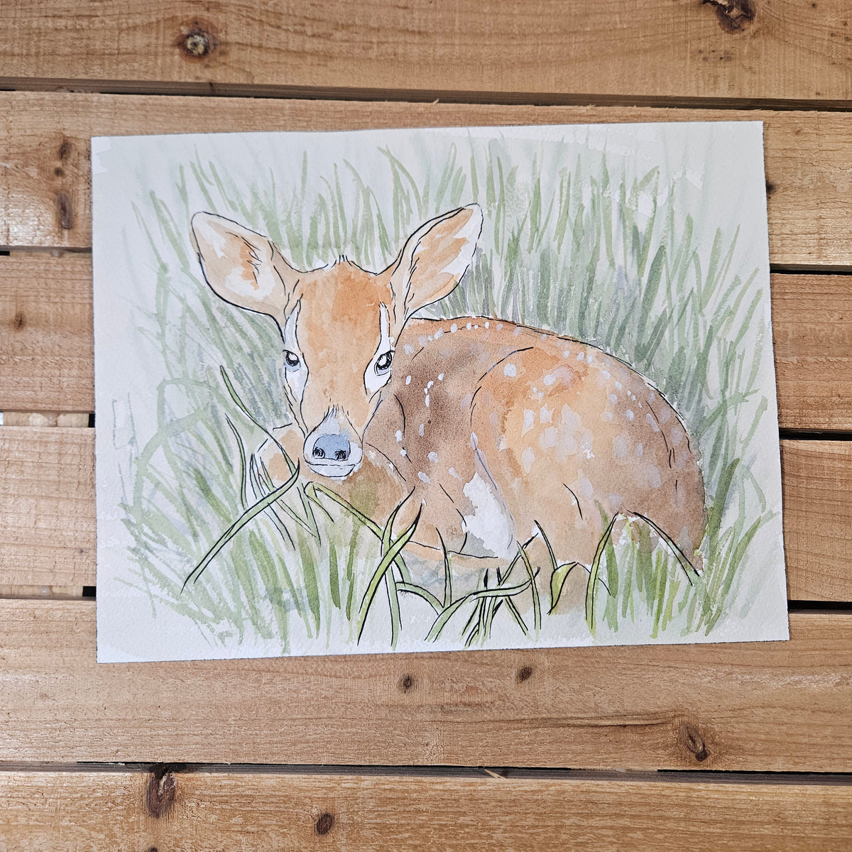 Baby Deer