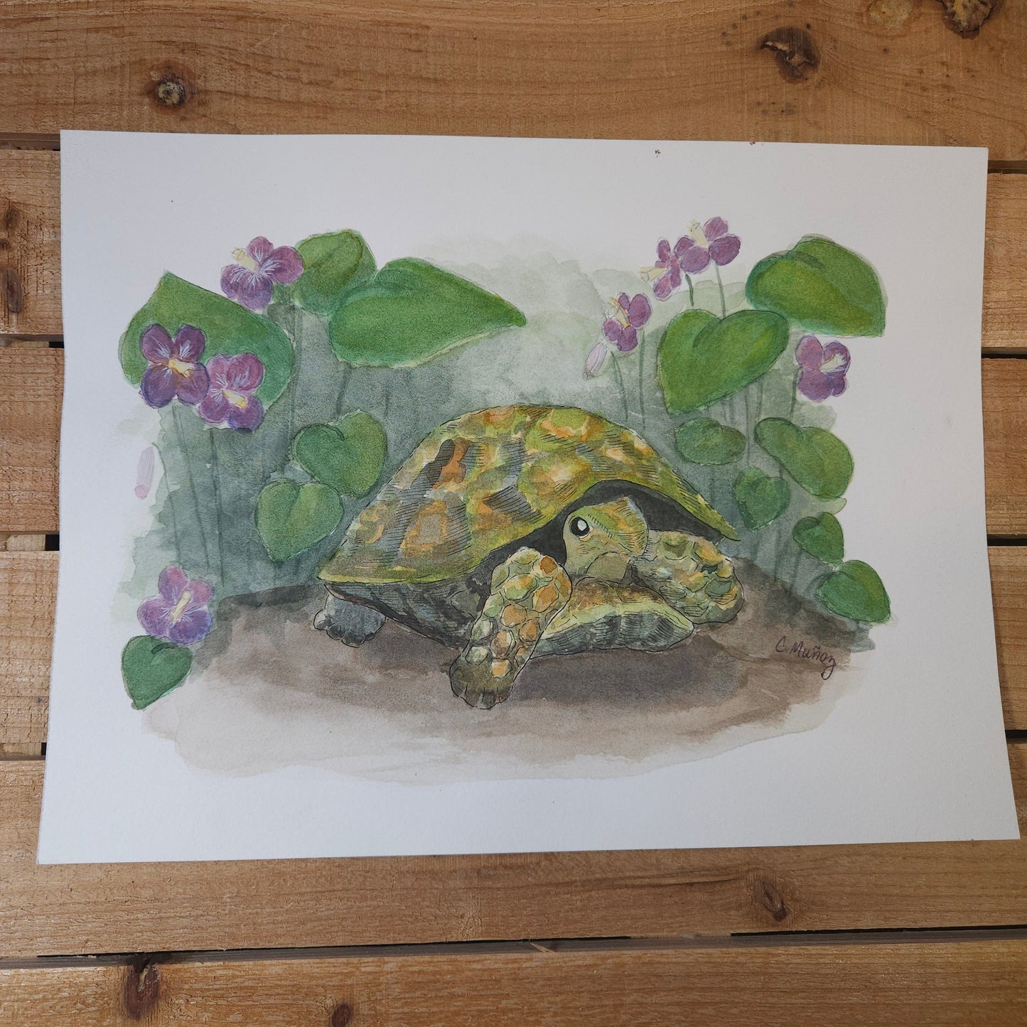 Spring Turtle