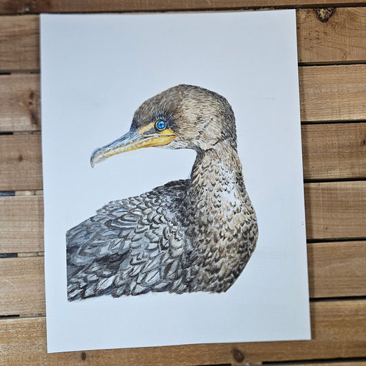 Brilliant Blue Young Cormorant