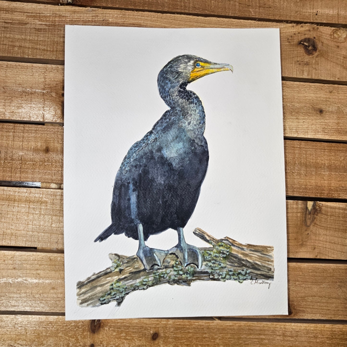 Cormorant